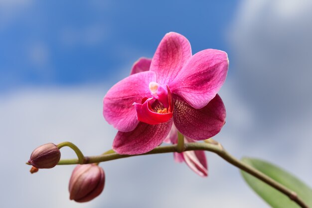 Hermosa rama de orquídeas rosadas contra el cielo nublado