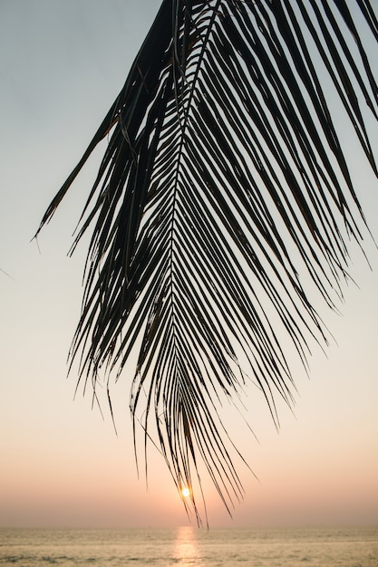 Hermosa rama de palmera de coco tropical en colorido atardecer con sol y mar