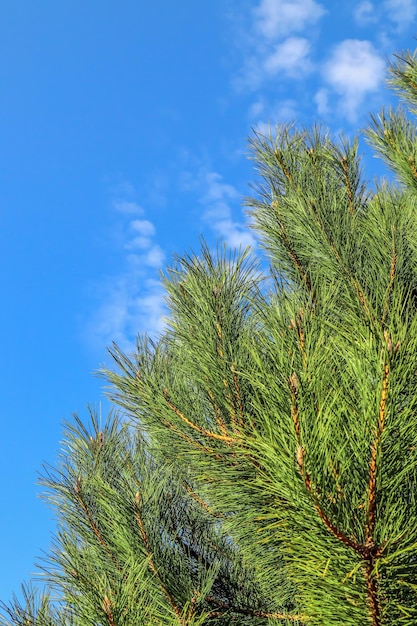 Hermosa rama de pino conífero closeup contra el cielo