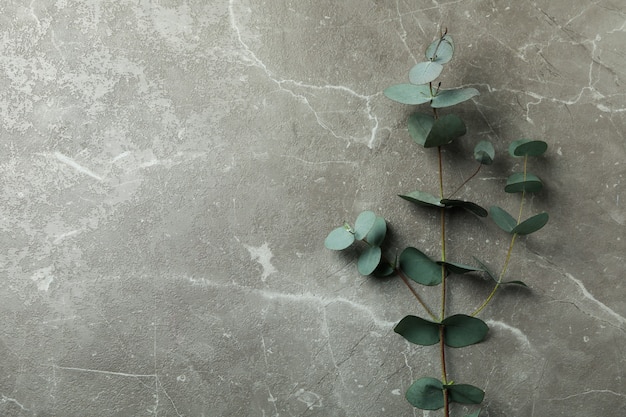 Hermosa rama de planta de eucalipto sobre fondo de textura gris