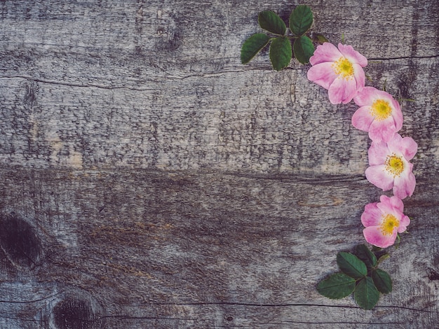 Hermosa rama de rosa mosqueta con flores blancas