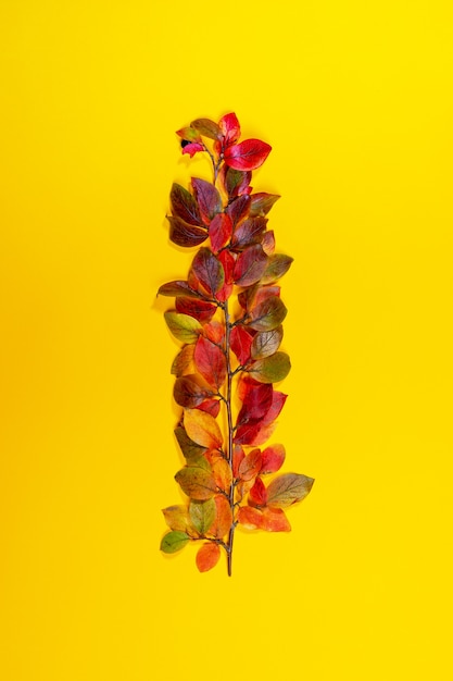 Una hermosa ramita de otoño colorida