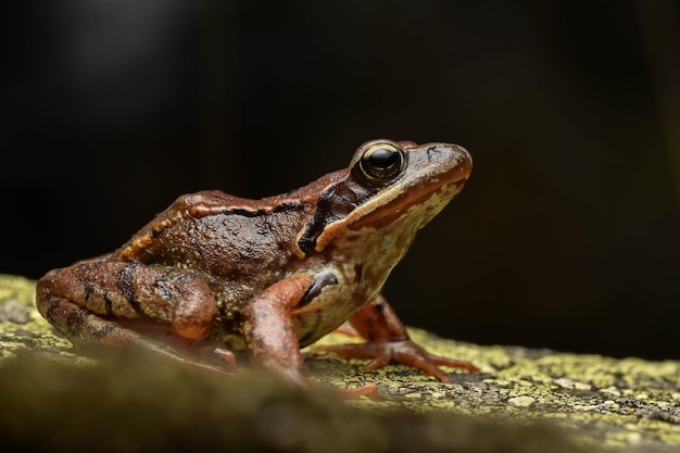 Foto hermosa rana arborícola común de ojos dorados rojos sobre una roca con negro