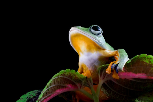 Hermosa rana arborícola de Java en hojas verdes