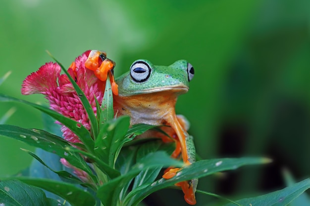 Foto hermosa rana arborícola de java en hojas verdes