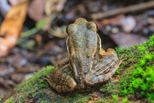 Hermosa rana de lados oscuros en el bosque