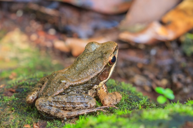 Hermosa rana de lados oscuros en el bosque