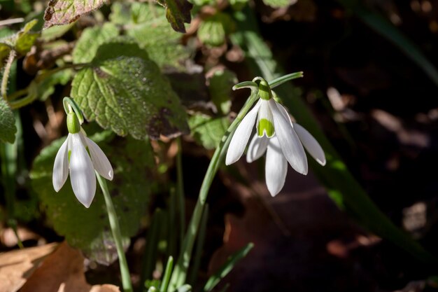 Una hermosa y rara gota de nieve, Galanthus nivalis, crece en las montañas.