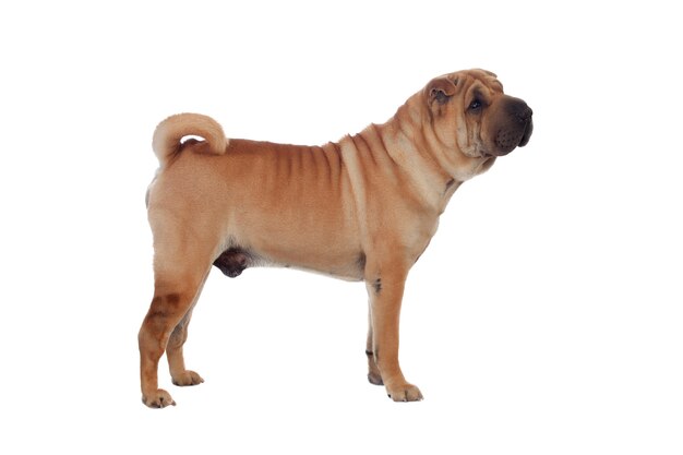 Hermosa raza de perro Shar Pei