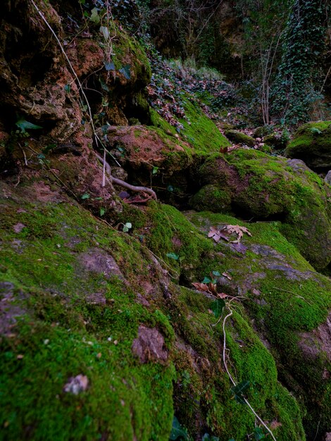 Una hermosa roca cubierta de musgo en el bosque