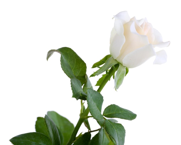 Foto hermosa rosa aislada en blanco