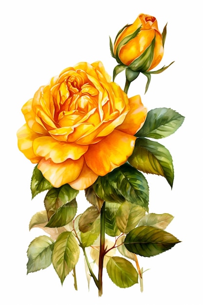 Hermosa rosa amarilla aislada en ilustración acuarela de fondo blanco