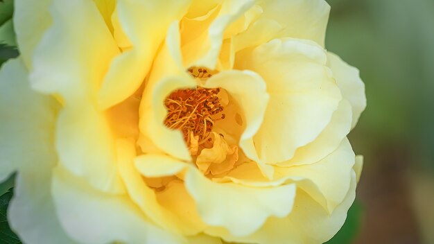 Hermosa rosa amarilla en arbusto en el jardín. flor de primer plano contra el fondo del atardecer.