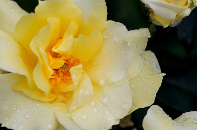 Hermosa rosa amarilla con gotas de agua en los pétalos Hermosa rosa amarilla con gotas de agua en los pétalos después de la lluvia