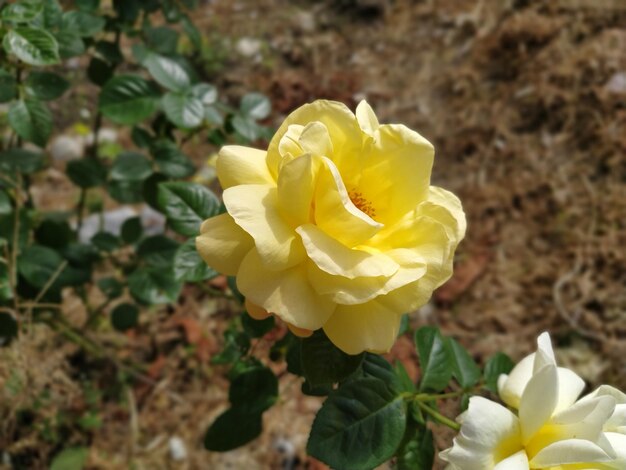 Hermosa rosa amarilla en el jardín Primer plano de un capullo abierto Rosas de té Jardinería y floricultura Pétalos delicados bellamente envueltos