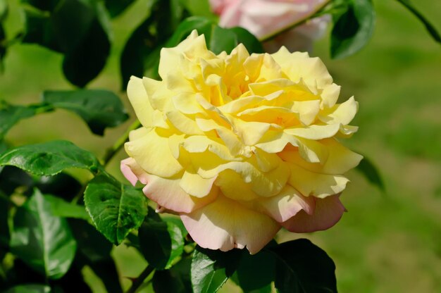 Hermosa rosa amarilla que crece en el jardín