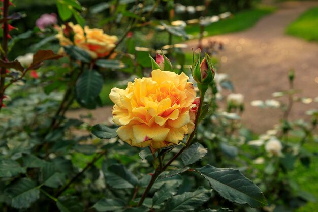 Hermosa rosa amarilla rodeada de vegetación Flor floreciente sobre fondo verde borroso Jardín de verano