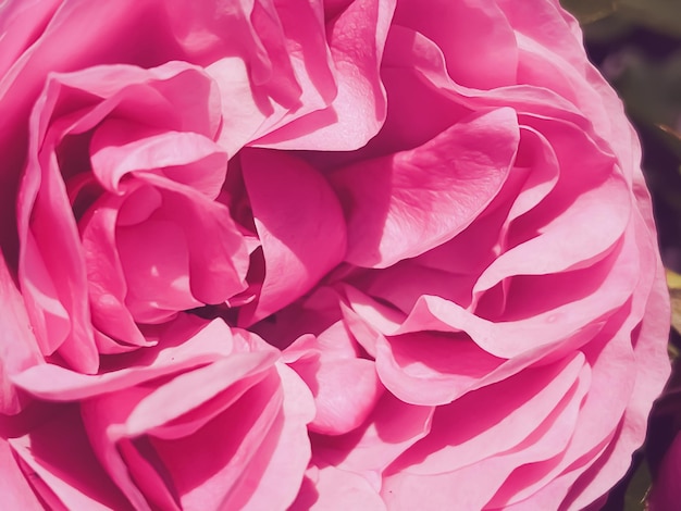 Hermosa rosa arbustiva en el jardín de verano flores florecientes en Hertfordshire Inglaterra en la plantación y jardinería de verano