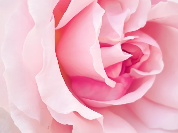 Hermosa rosa arbustiva en el jardín de verano flores florecientes en Hertfordshire Inglaterra en la plantación y jardinería de verano