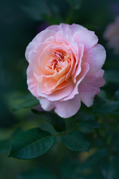 Hermosa rosa Augusta Luise Pétalos de flores con bordes ondulados