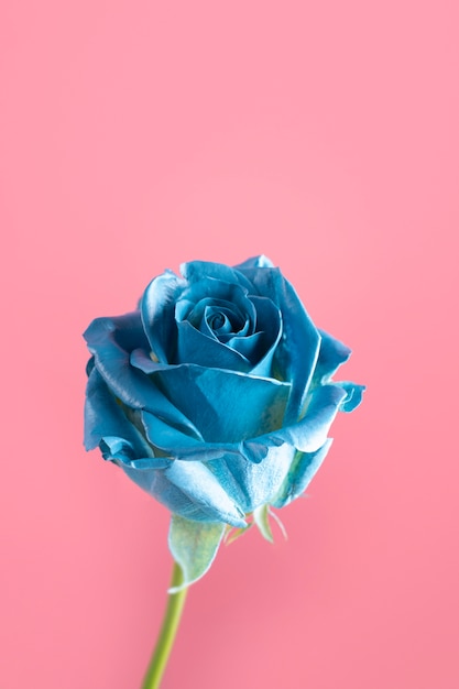 Foto hermosa rosa azul con tallo