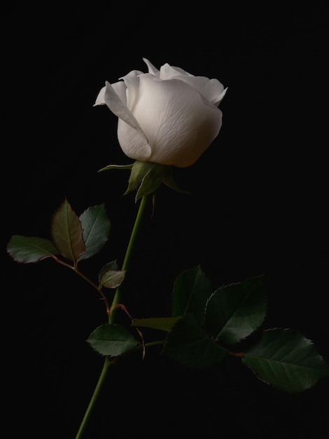 Hermosa rosa blanca aislada sobre fondo negro