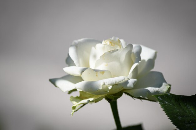 Una hermosa rosa blanca en el jardín en un día de verano Floricultura