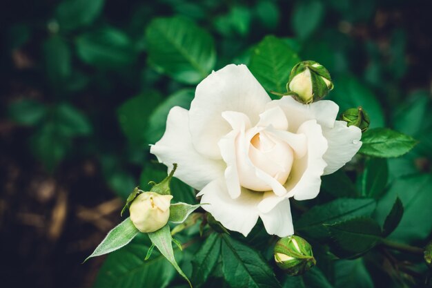 Foto hermosa rosa blanca en el jardín. vista superior. imagen tonificada