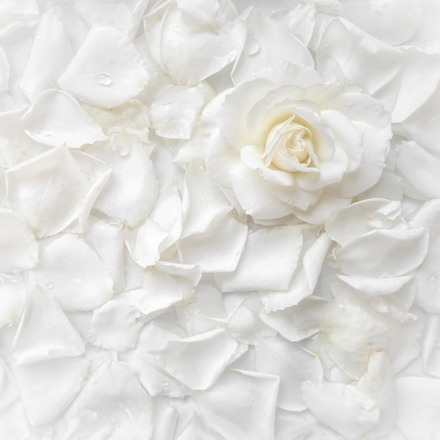 Hermosa rosa blanca y pétalos sobre fondo blanco ideal para tarjetas de felicitación para bodas cumpleaños