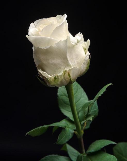 Hermosa rosa blanca sobre fondo negro