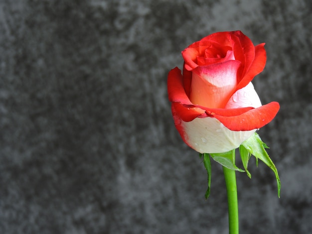 Hermosa rosa brillante sobre un fondo gris. Un regalo para una cita el día de San Valentín. Copia espacio