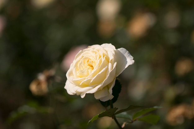 hermosa rosa en el campo