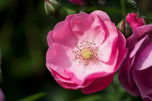 hermosa rosa en el campo