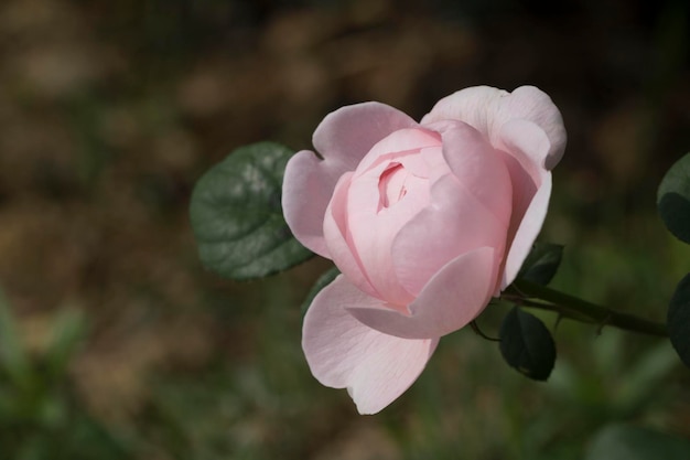 hermosa rosa en el campo