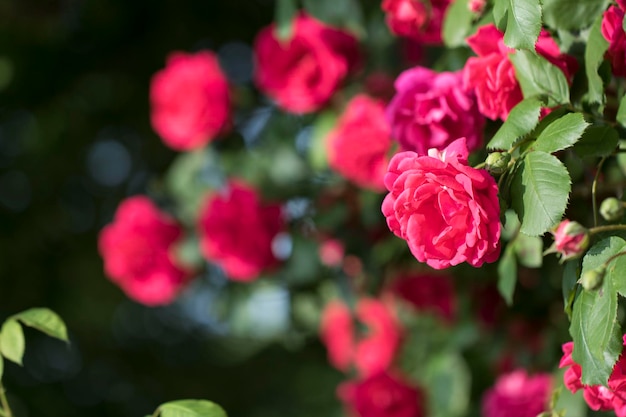 hermosa rosa en el campo