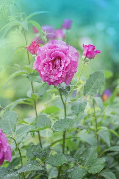 Hermosa rosa carita de ángel púrpura Rosas de lavanda púrpura en el jardín