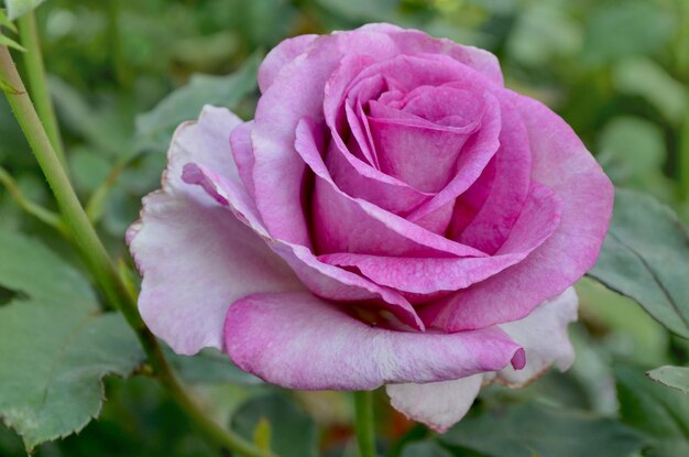 Hermosa rosa carita de ángel púrpura Rosas de lavanda púrpura en el jardín