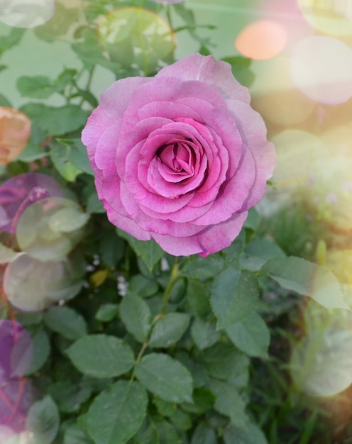 Hermosa rosa de color púrpura Rosas de lavanda púrpura en el jardín