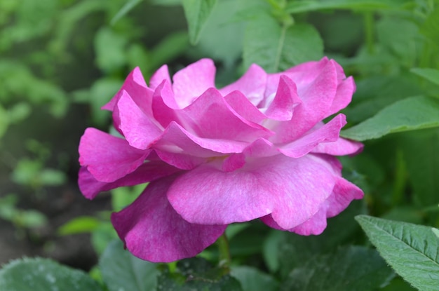 Hermosa rosa de color púrpura Rosas de lavanda púrpura en el jardín