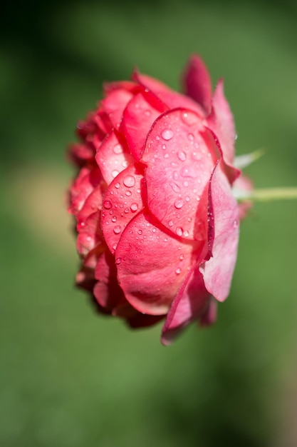 Hermosa rosa colorida con gotas de agua