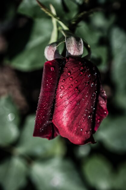 Hermosa rosa colorida con gotas de agua