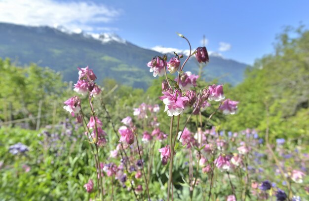 Hermosa rosa columbine florece