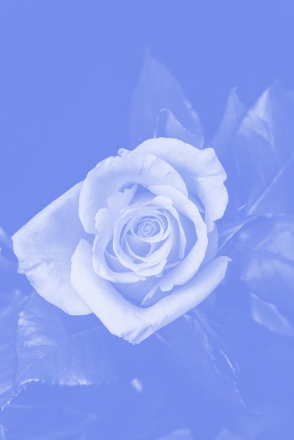 Hermosa rosa con composición de flores de tinte azul.