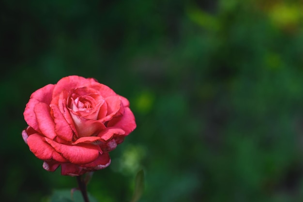 Hermosa rosa flor al aire libre sobre fondo oscuro enfoque selectivo