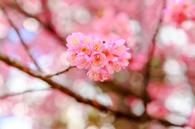 Hermosa rosa flor de cerezo del Himalaya de cerca