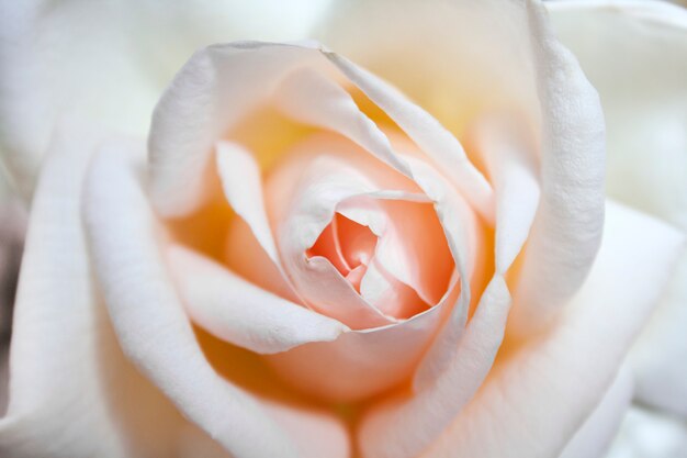 Hermosa rosa flor closeup