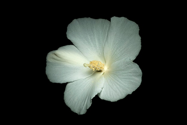 Hermosa rosa de la flor de Sharon también conocida como Hibiscus syriacus Diana Rose