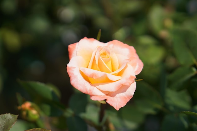 Hermosa rosa floreciendo al sol