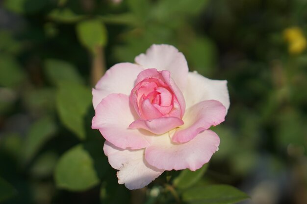 Hermosa rosa floreciendo al sol