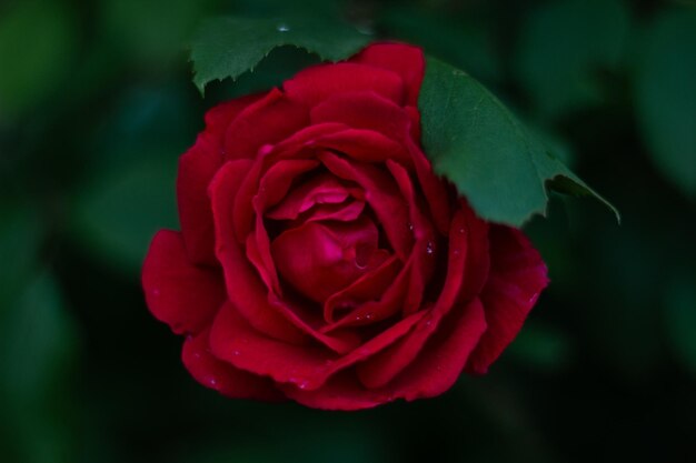 hermosa rosa con gotas de lluvia